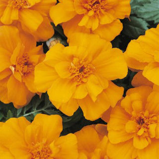 Picture of Marigold Durango Orange