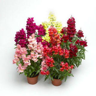 Picture of Snapdragon Snaptastic Mix