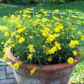 Picture of Euryops Yellow