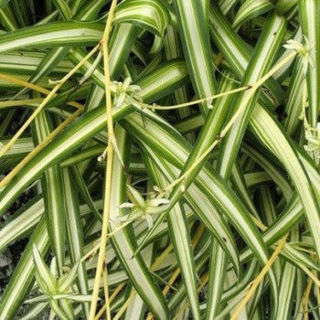 Picture of Spider Plant