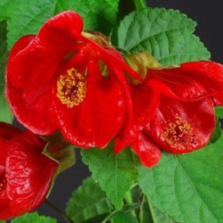 Picture of Abutilon Lucky Lantern Red
