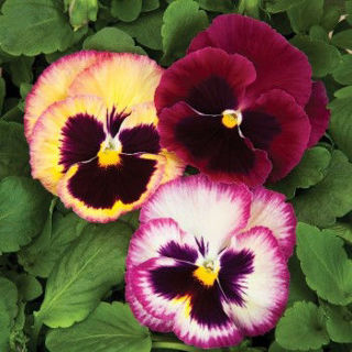 Picture of Pansy Colossus Rose Medley