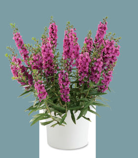 Picture of Angelonia Alonia Big Dark Pink