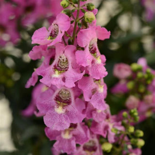 Picture of Angelonia Archangel Pink