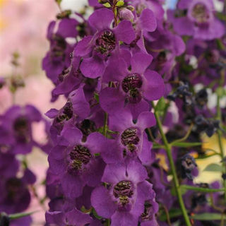 Picture of Angelonia Archangel Purple