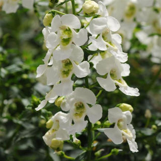 Picture of Angelonia Archangel White
