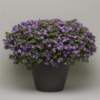 Picture of Bacopa Megacopa Blue
