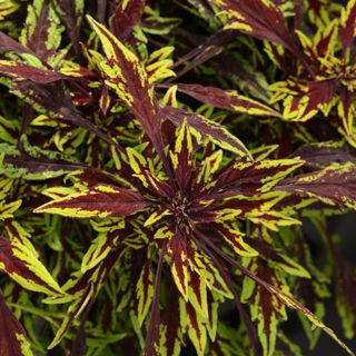 Picture of Coleus Flamethrower Chipotle