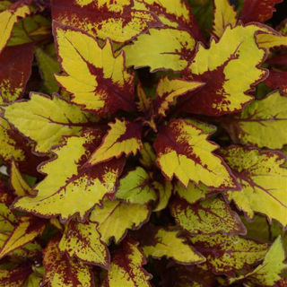 Picture of Coleus Flamethrower Spiced Curry
