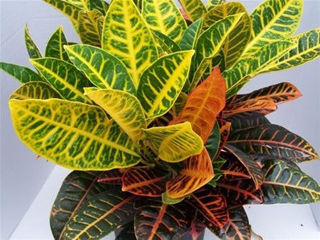 Picture of Croton Petra