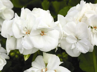Picture of Geranium Americana White 