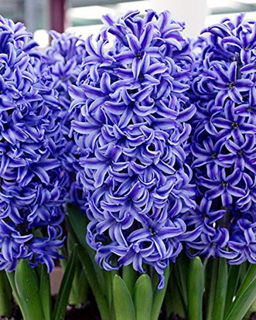 Picture of Hyacinth Blue 4 Bulbs/Pot