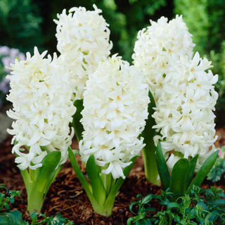 Picture of Hyacinth White 4 Bulbs/Pot