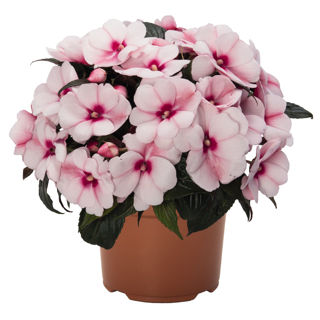 Picture of Impatiens NG Petticoat Cherry Blossom