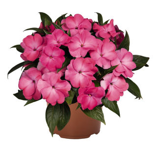 Picture of Impatiens NG Petticoat Pink Berry