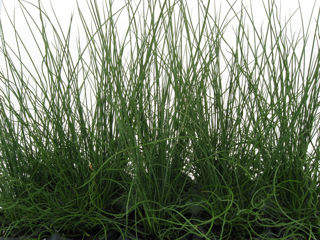 Picture of Juncus Twisted Arrows