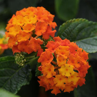 Picture of Lantana Lucky Flame 