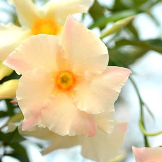 Picture of Mandevilla Teepee Apricot