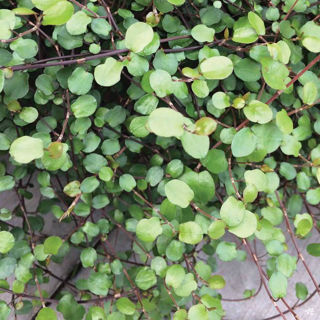 Picture of Muehlenbeckia Creeping Wire Vine