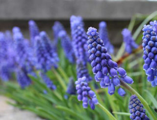 Picture of Muscari Blue