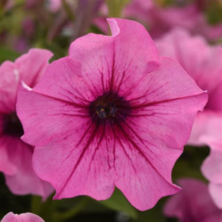 Picture of Petunia Cannonball Rose Vein