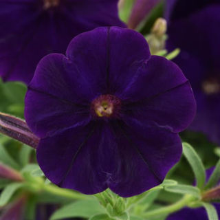 Picture of Petunia Cannonball Blue)