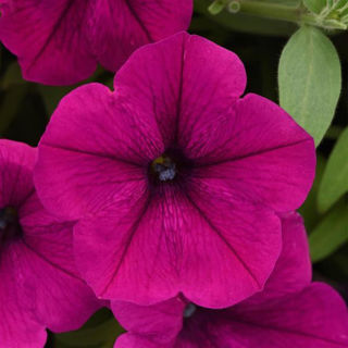 Picture of Petunia Cannonball Burgundy