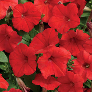 Picture of Petunia E3 Easy Wave Red