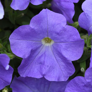 Picture of Petunia E3 Easy Wave Sky Blue