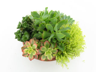 Picture of Succulent Cement Large Bowl