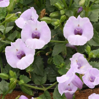 Picture of Torenia Summer Wave Large Silver