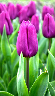 Picture of Tulip Purple