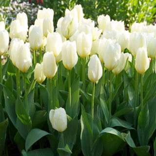 Picture of Tulip White