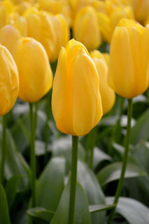 Picture of Tulip Yellow