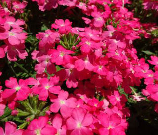 Picture of Verbena Firehouse Pink 