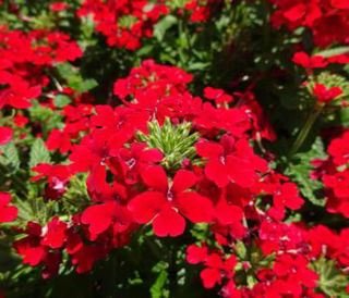 Picture of Verbena Firehouse Red 