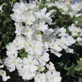 Picture of Verbena Firehouse White 