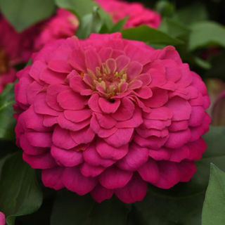 Picture of Zinnia Zesty Pink 