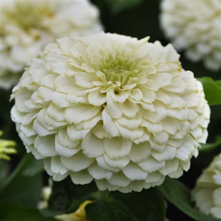 Picture of Zinnia Zesty White 
