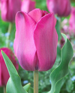 Picture of Tulip Pink