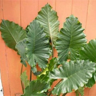 Picture of Alocasia Tyrion
