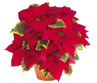 Picture of Poinsettia Tapestry