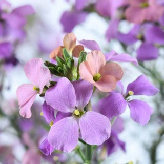Picture of Erysimum SunStrong Purple Bicolor