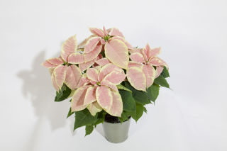 Picture of Poinsettia Christmas Joy Marble