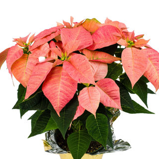 Picture of Poinsettia Candy Cinnamon