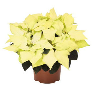 Picture of Poinsettia Envy Green