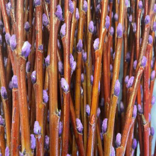 Picture of Pussy Willow Tint 36" - Purple