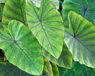 Picture of Colocasia Blue Hawaii