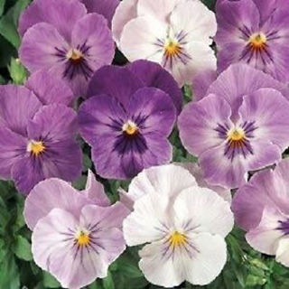 Picture of Pansy Panola Lilac Shades