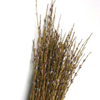 Picture of Pussy Willow Medium Heirloom 4'